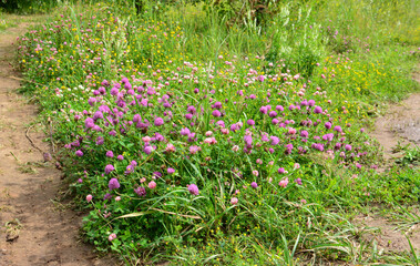 Field of purple clover flowers in a natural setting summer background