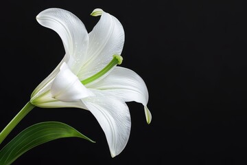 Elegant White Lily Blooming with Smooth Petals against a Dark Background Highlighting Nature's Beauty and Intricate Details of Flower Structure