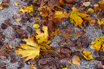 Golden autumn view at Konigsplatz - Kings Square, state capital Munich, Bavaria, Munich, Germany