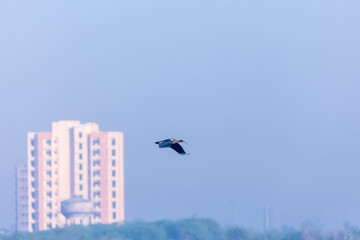 Redn-naped Ibis flying the blue sky 