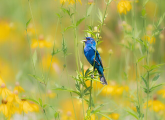indigo bunting singing in a field of yellow flowers