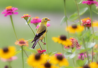 Goldfinches on colorful zinnia blossoms