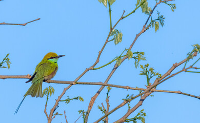 Asian Green Bee-Eater (Merops orientalis) bird perching tree branch.