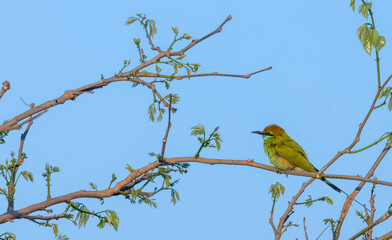 Asian Green Bee-Eater (Merops orientalis) bird perching tree branch.