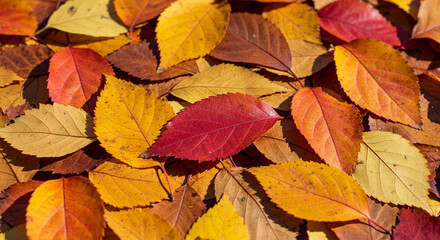 Autumn leaves in vibrant colors, scattered on the ground, a close-up view.