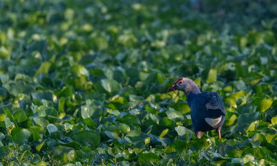Grey-headed swamphen (Porphyrio poliocephalus) perched near water body in forest.