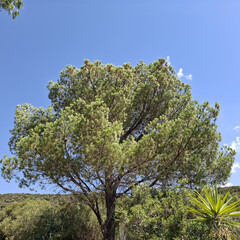 Natura
