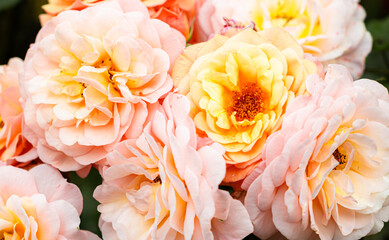 Clusters of soft pink and yellow flowers flourish in a garden showcasing their delicate petals...