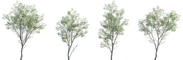 Set of Swietenia mahagoni (commonly known as American mahogany, Cuban mahogany, small-leaved mahogany) frontal set street trees isolated png on a transparent background perfectly cutout