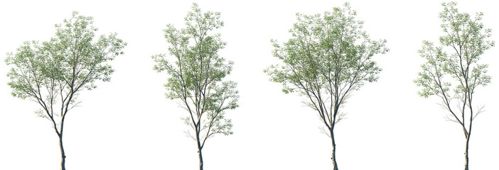 Set of Swietenia mahagoni (commonly known as American mahogany, Cuban mahogany, small-leaved mahogany) frontal set street trees isolated png on a transparent background perfectly cutout