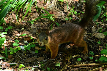 A beautiful and brave squirrel comes very close.