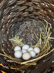 Just-collected chicken eggs resting in a traditional basket, representing pure farm-to-table nutrition. Ideal for organic food blogs, agricultural education, and natural lifestyle visuals.