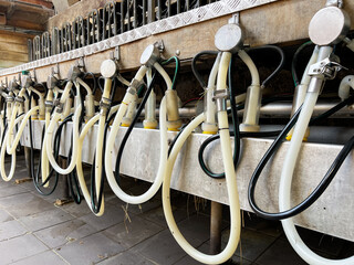Sanitized milking apparatus arranged in orderly fashion before goat milking session. Highlights food safety standards and humane animal treatment in modern dairy operations.