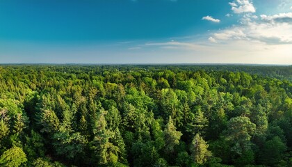 view of the forest from above a dense vast forest grows in the lowland tops of tall trees are visible the forest consists of deciduous and coniferous trees and stretches far into the distance