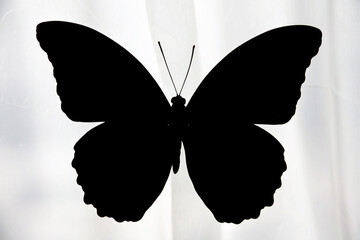 Black Butterfly Silhouette White Background black and white