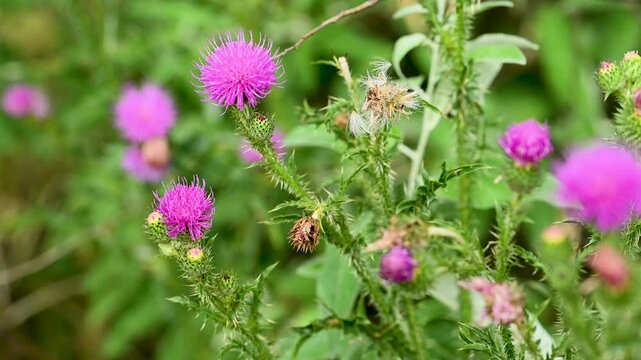 video of burdock flowers in a meadow
