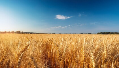 agriculture landscape with golden wheat field and clear blue sky