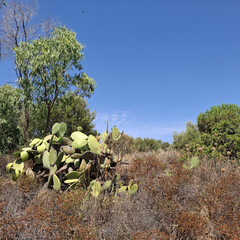 Natura