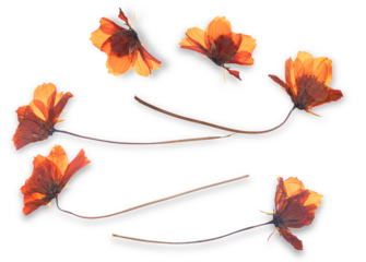 pressed cosmos flowers on transparent background