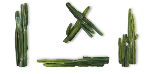 cactus set on transparent background, vector illustration