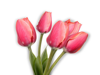 pink tulip flowers isolated on transparent background