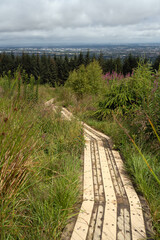 A winding wooden boardwalk path leading through a lush green forest, offering a distant view of an urban landscape under a cloudy sky
