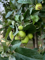 Vertical photograph. Green apples against a background of green foliage