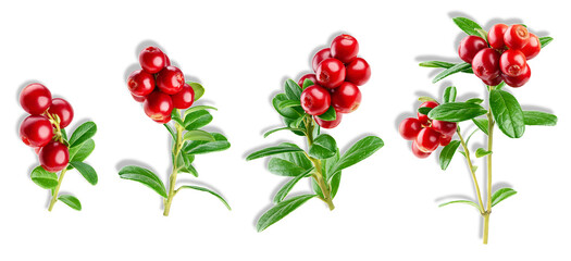 cranberry branches set isolated on transparent background