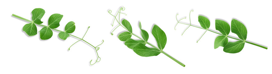 pea shoots on transparent background