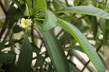 lily of the valley in the garden