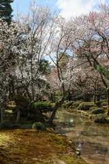 Water stream through blossoming trees