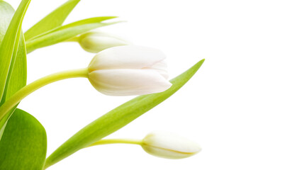 Closeup fragment of bouquet of spring tulips flowers in delicate white and pink color isolated on...