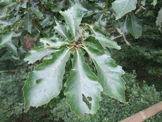 Leaves of Quercus aliena, Korean oak tree, used in traditional herbal medicine