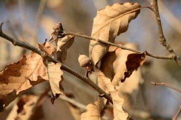 Quercus aliena acorns and dried leaves in autumn