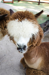 alpaca in zoo 