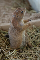 prairie dog