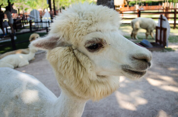 alpaca in zoo 