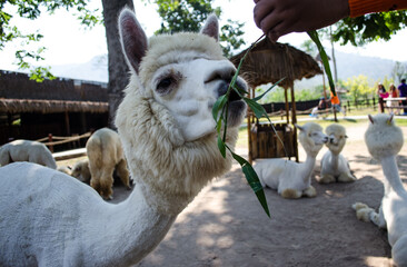 white fluffy alpaca at the zoo