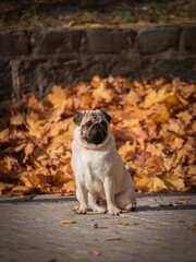 Fawn attentive pug in orange leafs in autumn park