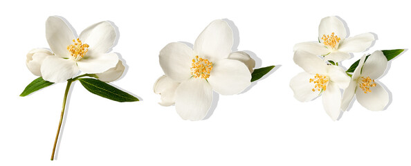 jasmine flowers isolated on transparent background