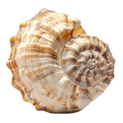 A seashell podium positioned sideways, with its opening facing forward, highlighting the shell's spiral shape. isolate on transparent background