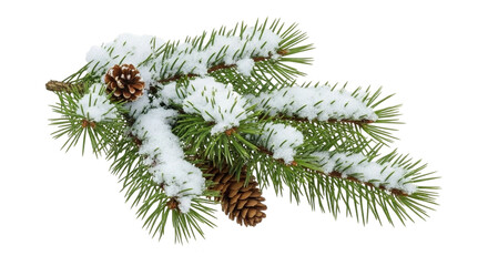 fir tree branch with cones