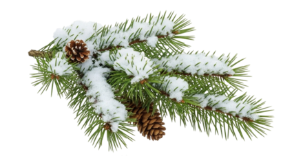 fir tree branch with cones