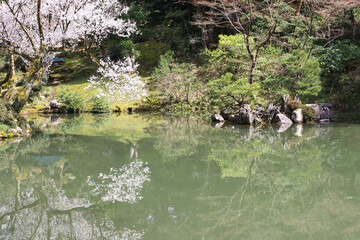Cherry blossom trees reflecting in a pond