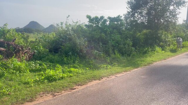 desi white cow walking on the road in india rural