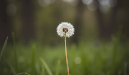 Dandelion Puff in Sunlit Garden - Delicate Nature & Wishful Bloom