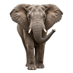 Obraz premium Elephant standing portrait
