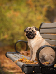 Fawn pug on the bench in the autumn park