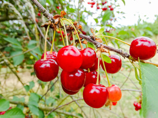 Juicy ripe red cherries on a branch in an orchard