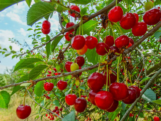 Juicy ripe red cherries on a branch in an orchard